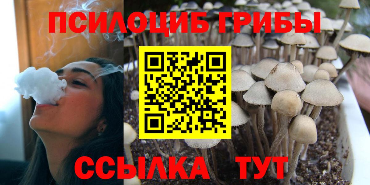 Псилоцибиновые грибы Psilocybine cubensis Каспийск